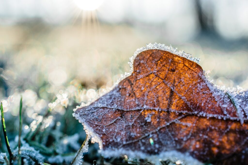 A frosted leaf on a chilly morning with sunlight filtering through the background.